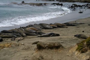 Elephant Seals 1