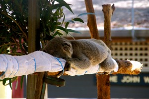 Ein Koala der noch sehr viel Pflege braucht