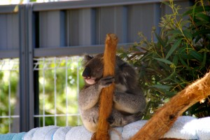 ein weiterer Koala 