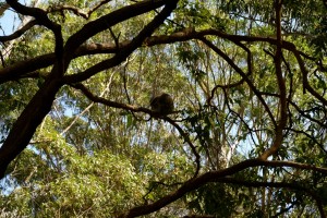 ein Koala versteckt in der Baumkrone