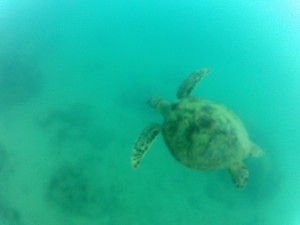 Schildkröte entdeckt
