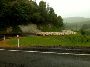 Forgotten World Highway - "Some" Sheeps :D